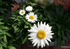 From Darling Daidy (small flowers) to Betsy (large flowers), they are all available at Greenfuse Botanicals.